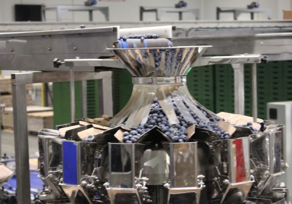 Automatic packaging lines for blueberries in Morocco