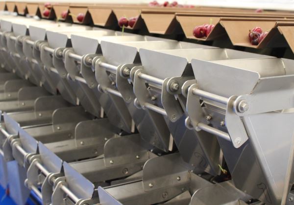Innovation and Delicacy: A Cherry Packaging Line.