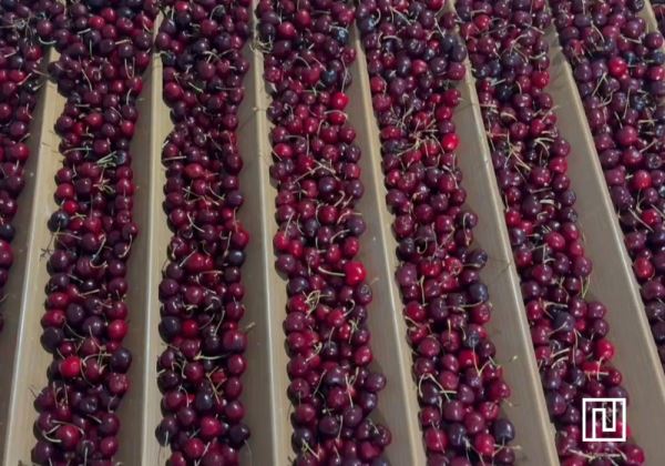 Una línea de envasado de cerezas en Extremadura