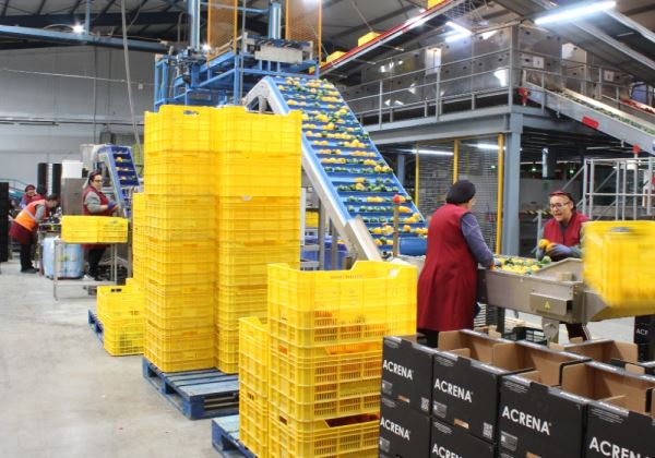 Línea de envasado para pimiento california