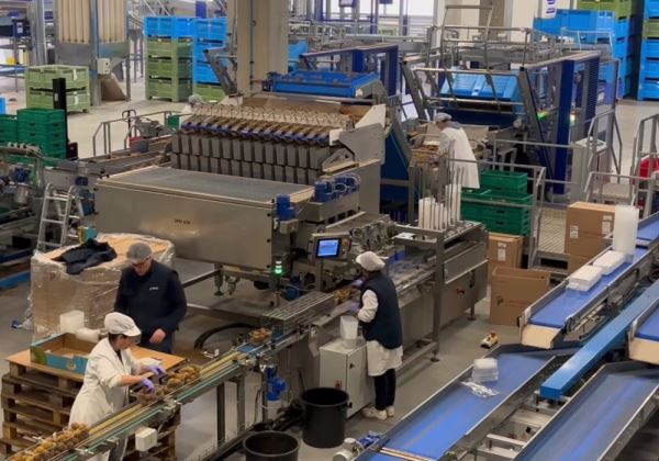 INDUSER impulsa una nueva línea automática para el envasado de kiwi en PROSA (Portugal) 