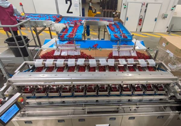 Pesadora y envasadora de alta capacidad para cerezas: hasta 3.600 kg/h con el máximo cuidado del producto