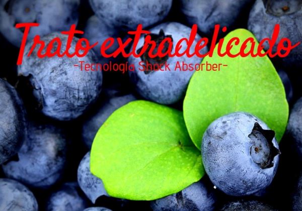  The Presence of the Blueberry in the Iberian Peninsula in Summer