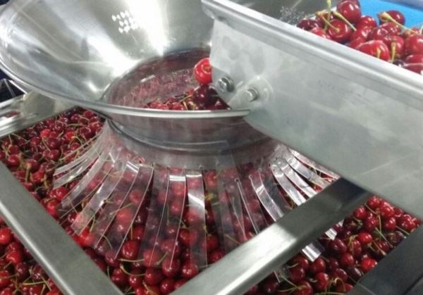 Spain's 2017 cherry season counts on Induser