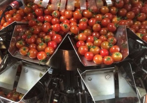 Fabricamos la máquina más grande de España para envasar tomate cherry ecológico