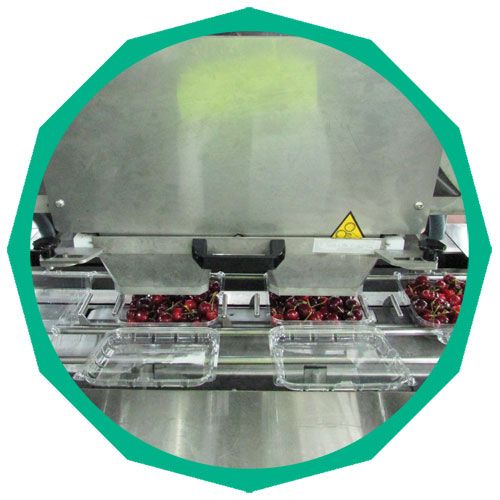 PACKAGING LINE - CHAIN CONVEYOR BELT.